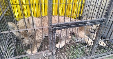 Polda Riau Amankan Penyeludupan 4 Anak Singa dan 1 Leopard 4