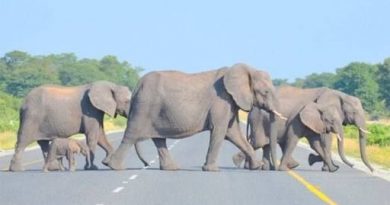 Enam Perlintasan Gajah akan Dibangun di Proyek Tol Pekanbaru-Dumai 5