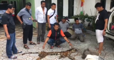 Polda Riau Ungkap Sindikat Perdagangan Organ Satwa di INHU 5
