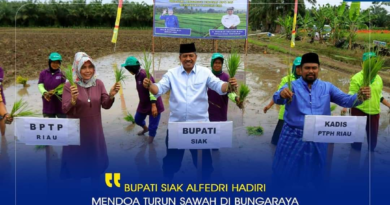 Kabid Pertanian Riau dan Bupati Siak Turun Sawah 6