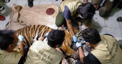 Harimau Jantan Tewas Terjerat di Area Konsesi Sinar Mas Grup 5