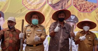 Jhon Sabar Manik Bersama Sariman Dampingi Bupati Rokan Hulu Saat Penanaman Jagung Hibrida di Tambusai Utara 6