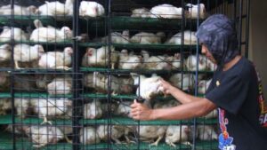 Imbas COVID-19, Harga Ayam Anjlok ke Rp 10.000 per Kg 2