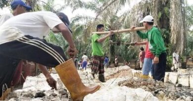 Kabar Baik Buat Petani di Riau, Harga Karet Terus Merangkak Naik, Kini Rp 8.526 per Kilogram 4