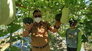 Bupati Suyatno Tinjau Taman Buah Edukasi Pertanian DKPP Rohil 2