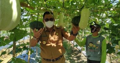 Bupati Suyatno Tinjau Taman Buah Edukasi Pertanian DKPP Rohil 5