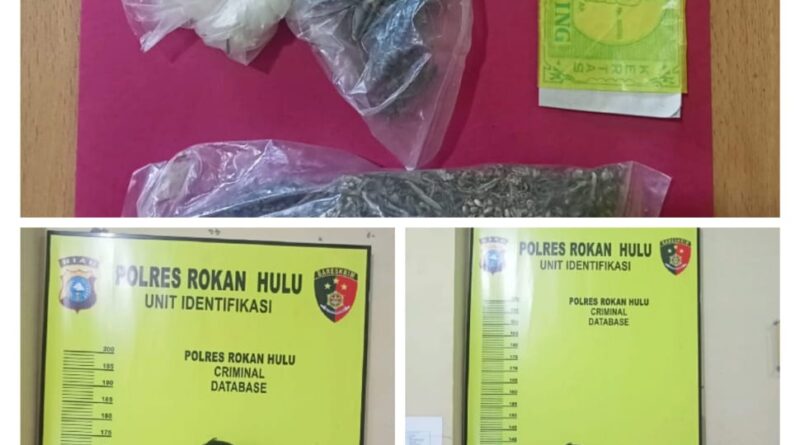 Sat Narkoba Polres Rohul Tangkap Pelaku TP Narkotika Jenis Daun Ganja Kering Di Desa Kepenuhan Hilir 1