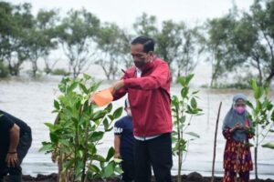Presiden Tanam Mangrove di Bengkalis, Tahun Ini Ditargetkan Rehabilitasi 34 Ribu Hektare 2
