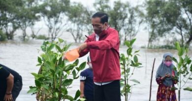 Presiden Tanam Mangrove di Bengkalis, Tahun Ini Ditargetkan Rehabilitasi 34 Ribu Hektare 5