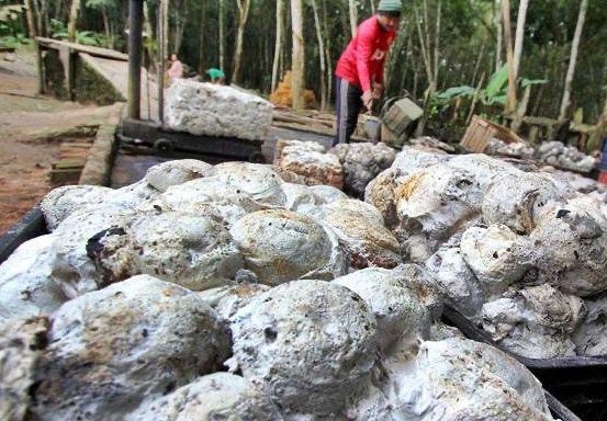 Harga Bahan Olahan Karet Tingkat Pabrik di Riau Turun, Kini Rp22.000 Per Kilogram 1