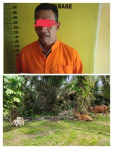 Personil Polsek Tambusai Ringkus Pelaku Maling Tiga Ekor Sapi di Desa Batang Kumu 2