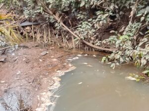 Diduga Tercemar Limbah Ribuan Ikan di Aliran Sungai Siabu Mati, Kades Sebut Akan Cek Lokasi 2