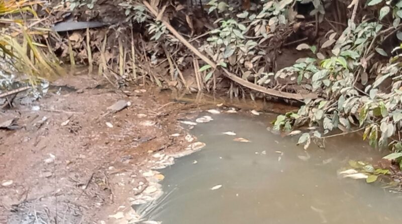 Diduga Tercemar Limbah Ribuan Ikan di Aliran Sungai Siabu Mati, Kades Sebut Akan Cek Lokasi 1