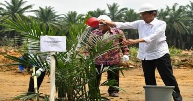 Jokowi Larang Eskpor Sawit, Petani Termenung Harga Turun Jadi Rp 1.500 per Kg 5