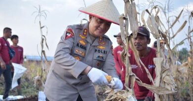 Irjen Iqbal Lakukan Panen Perdana Tanaman Hortikultura di Lahan Polda Riau 4