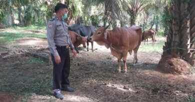 Bersama Stakeholder, Polres rohul Giat Monitoring Dan Penyekatan Hewan Ternak Di Desa Persiapan Cindur 4